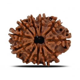 11 Mukhi Rudraksha (Nepal) 23.08 MM