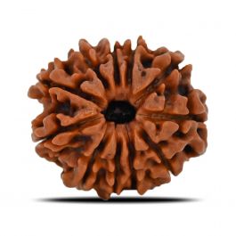 11 Mukhi Rudraksha (Nepal) 22.58 MM