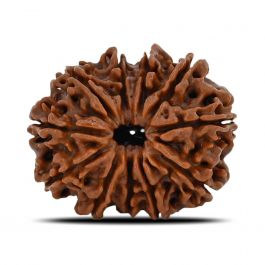 11 Mukhi Rudraksha (Nepal) 24.87 MM
