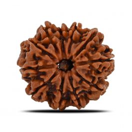 11 Mukhi Rudraksha (Nepal) 22.74 MM