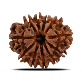 11 Mukhi Rudraksha (Nepal) 22.98 MM