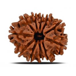 11 Mukhi Rudraksha (Nepal) 24.55 MM
