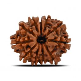 11 Mukhi Rudraksha (Nepal) 22.63 MM