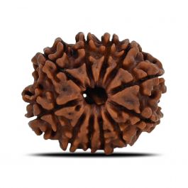 11 Mukhi Rudraksha (Nepal) 23.44 MM