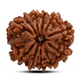 11 Mukhi Rudraksha (Nepal) 27.8 M.M.