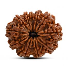 11 Mukhi Rudraksha (Nepal) 25.85 M.M.