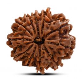 11 Mukhi Rudraksha (Nepal) 28.6 M.M.