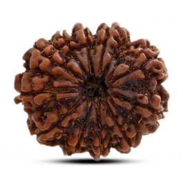 11 Mukhi Rudraksha (Nepal) 27.17 M.M.