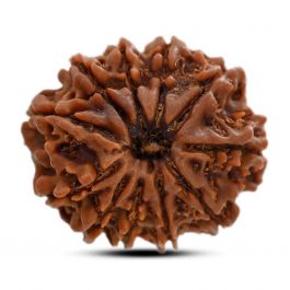 11 Mukhi Rudraksha (Nepal) 25.01 M.M.