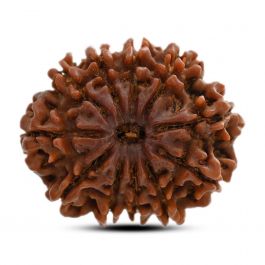 11 Mukhi Rudraksha (Nepal) 27.8 M.M.