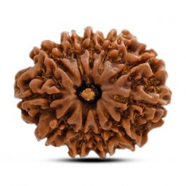 11 Mukhi Rudraksha (Nepal) 26.6 M.M.