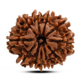 11 Mukhi Rudraksha (Nepal) 24.71 M.M.