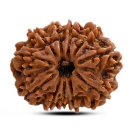 11 Mukhi Rudraksha (Nepal) 27.88 M.M.