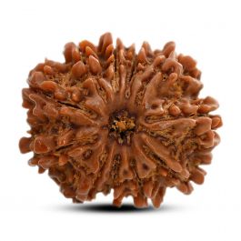 11 Mukhi Rudraksha (Nepal) 25.64 M.M.