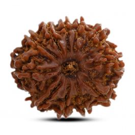 11 Mukhi Rudraksha (Nepal) 25.8 M.M.