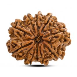 11 Mukhi Rudraksha (Nepal) 26.03 M.M.