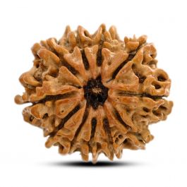 11 Mukhi Rudraksha (Nepal) 28.76 M.M.