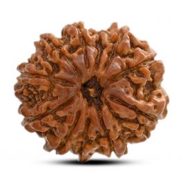 11 Mukhi Rudraksha (Nepal) 26.64 M.M.
