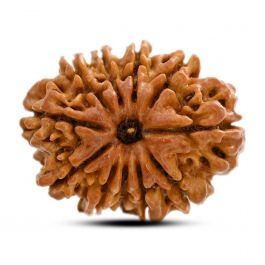 11 Mukhi Rudraksha (Nepal) 27.62 M.M.