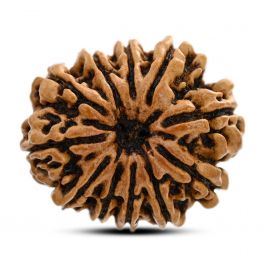 11 Mukhi Rudraksha (Nepal) 26.8 M.M.