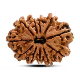 11 Mukhi Rudraksha (Nepal) 26.53 M.M.