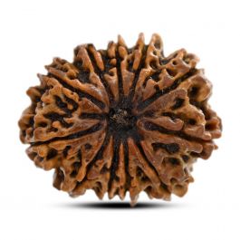 11 Mukhi Rudraksha (Nepal) 25.21 M.M.