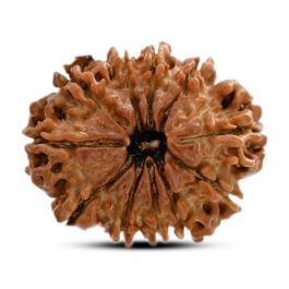 11 Mukhi Rudraksha (Nepal) 25.13 M.M.