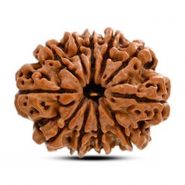 11 Mukhi Rudraksha (Nepal) 26.02 M.M.