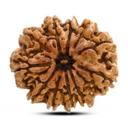 11 Mukhi Rudraksha (Nepal) 26.8 M.M.