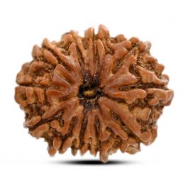 11 Mukhi Rudraksha (Nepal) 26.1 M.M.