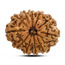 11 Mukhi Rudraksha (Nepal) 26.2 M.M.