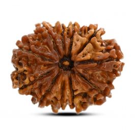 11 Mukhi Rudraksha (Nepal) 26.1 M.M.