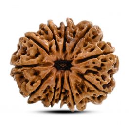 11 Mukhi Rudraksha (Nepal) 27.96 M.M.