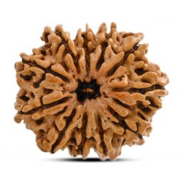 11 Mukhi Rudraksha (Nepal) 25.6 M.M.
