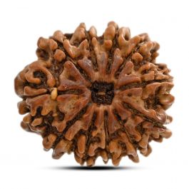 11 Mukhi Rudraksha (Nepal) 26.96 M.M.