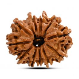 11 Mukhi Rudraksha (Nepal) 21.55 M.M.