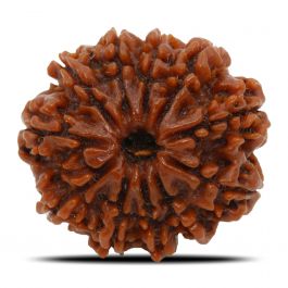 11 Mukhi Rudraksha (Nepal) 24.67 MM