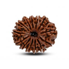 13 Mukhi Rudraksha (Nepal) 30.29 M.M.