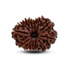 13 Mukhi Rudraksha (Nepal) 29.51 M.M.