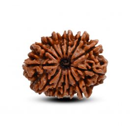 13 Mukhi Rudraksha (Nepal) 24.85 M.M.