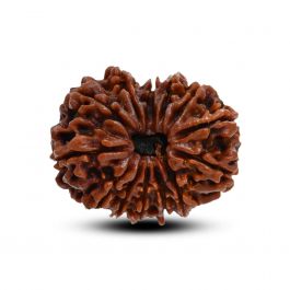 13 Mukhi Rudraksha (Nepal) 27.2 M.M.