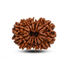 13 Mukhi Rudraksha (Nepal) 29.07 M.M.