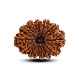 13 Mukhi Rudraksha (Nepal) 30.12 M.M.