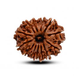 13 Mukhi Rudraksha (Nepal) 27.33 M.M.