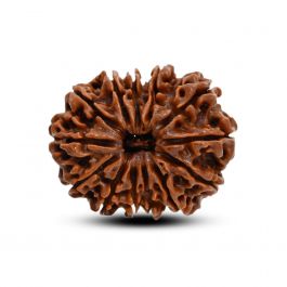 13 Mukhi Rudraksha (Nepal) 27.88 M.M.