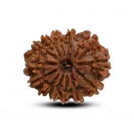 13 Mukhi Rudraksha (Nepal) 22.94 M.M.