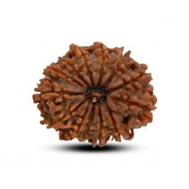 13 Mukhi Rudraksha (Nepal) 23.87 M.M.