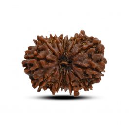 13 Mukhi Rudraksha (Nepal) 25.15 M.M.