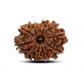 13 Mukhi Rudraksha (Nepal) 24.26 M.M.