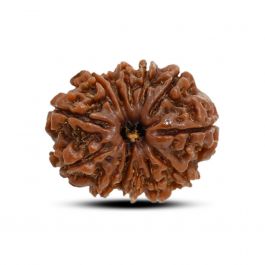 13 Mukhi Rudraksha (Nepal) 23.8 M.M.